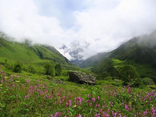 Valley of Flowers by Naresh Chandra